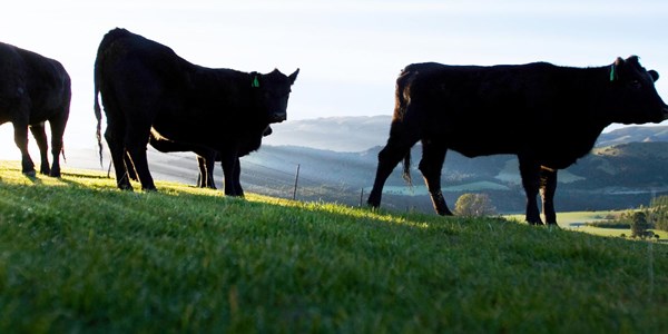 PrimeStar® Beef