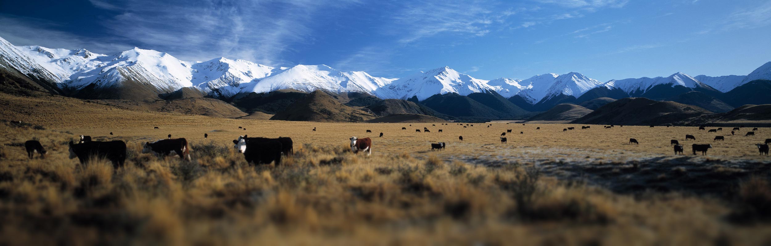 Wakanui Grain Finished Beef
