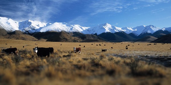 Wakanui Grain Finished Beef