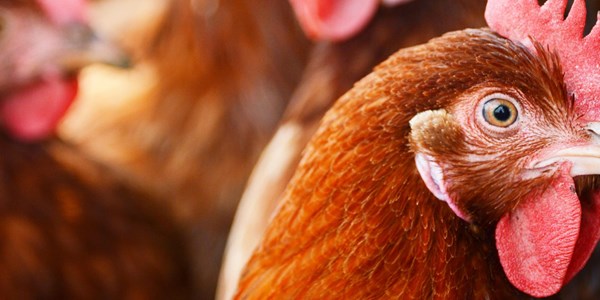 Chicken Free Range