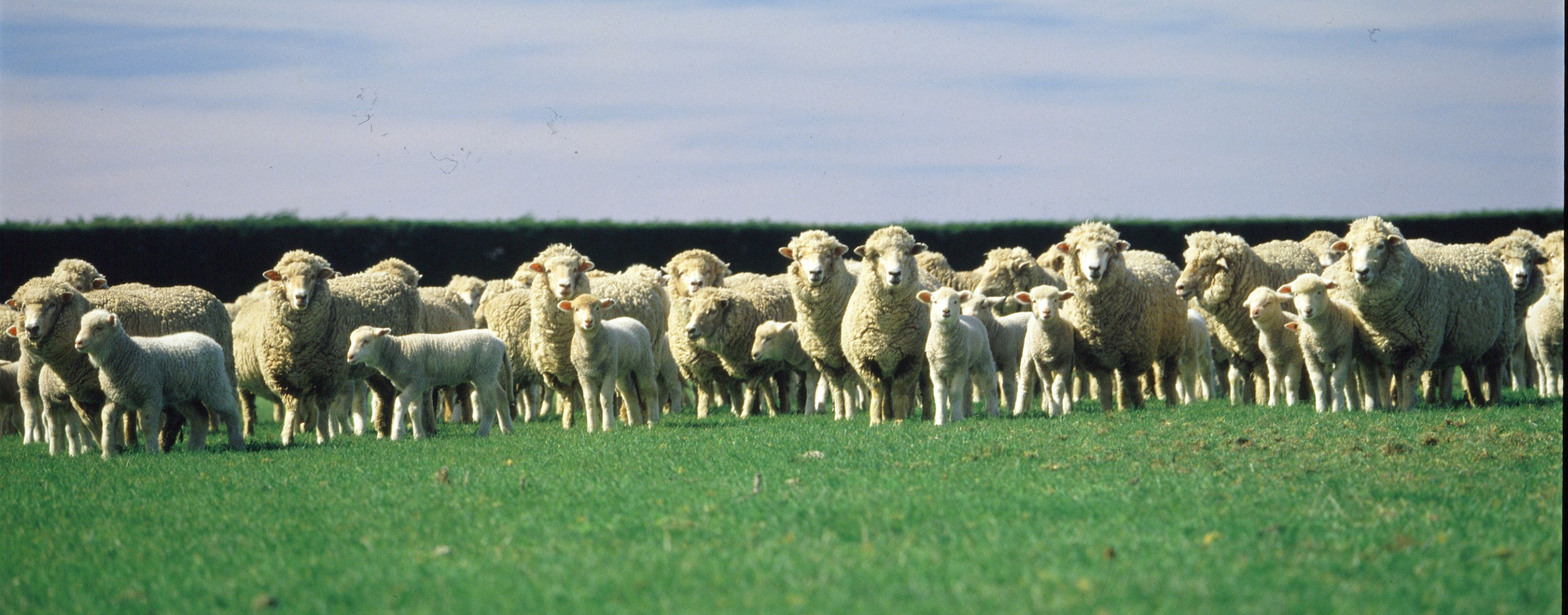 Hawkes Bay Gourmet Lamb