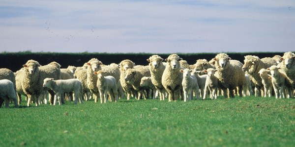 Hawkes Bay Gourmet Lamb